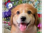 Great Pyrenees DOG FOR ADOPTION RGADN-1251602 - Skittles - Great Pyrenees /