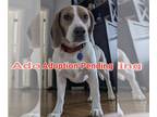 Beagle DOG FOR ADOPTION RGADN-1251604 - Rupert - Beagle Dog For Adoption