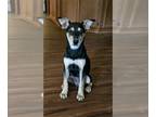 Miniature Pinscher Mix DOG FOR ADOPTION RGADN-1251615 - Roxi Lonestar -