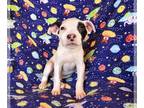 American Staffordshire Terrier Mix DOG FOR ADOPTION RGADN-1251623 - Sweet Lil Ms