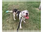 American Pit Bull Terrier DOG FOR ADOPTION RGADN-1251632 - BUSTER - American Pit