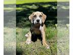Presa Canario DOG FOR ADOPTION RGADN-1251636 - Kuiil - Presa Canario / Mastiff