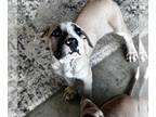 Mastiff-Presa Canario Mix DOG FOR ADOPTION RGADN-1251637 - Mando - Presa Canario