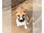 Black Mouth Cur-Huskies Mix DOG FOR ADOPTION RGADN-1251639 - Philodendron "Phil