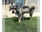 Mix DOG FOR ADOPTION RGADN-1251651 - Kyle - Miniature Schnauzer Dog For