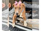 Golden Labrador DOG FOR ADOPTION RGADN-1251670 - Beautiful golden lab female -