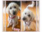 Goldendoodle DOG FOR ADOPTION RGADN-1251677 - Daisy - Poodle (Standard) / Golden