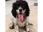 Adopt Dee Lite a Brittany Spaniel, Mixed Breed