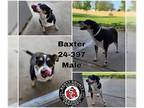 Beagle Mix DOG FOR ADOPTION RGADN-1251680 - Baxter - Beagle / Mixed (short coat)
