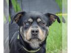 Rottweiler Mix DOG FOR ADOPTION RGADN-1251700 - Mowgli - Rottweiler / Black
