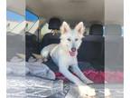 German Shepherd Dog-Siberian Husky Mix DOG FOR ADOPTION RGADN-1251709 - Shasta -
