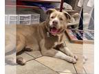 American Staffordshire Terrier DOG FOR ADOPTION RGADN-1251714 - Eloise -