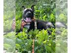 Bullboxer Pit DOG FOR ADOPTION RGADN-1251724 - Mr. Pibb - Pit Bull Terrier /