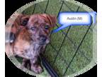 Dachshund Mix DOG FOR ADOPTION RGADN-1251735 - Austin - Dachshund / Mixed