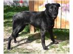 Anatolian Shepherd Mix DOG FOR ADOPTION RGADN-1251746 - JASPER - Anatolian