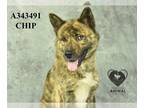 Dutch Shepherd Mix DOG FOR ADOPTION RGADN-1251749 - CHIP - Dutch Shepherd /