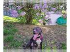 American Pit Bull Terrier DOG FOR ADOPTION RGADN-1251756 - Junior - Pit Bull