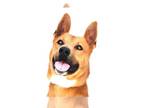 Carolina Dog-German Shepherd Dog Mix DOG FOR ADOPTION RGADN-1251757 - TEMPURA -