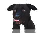 Basset Hound-Labrador Retriever Mix DOG FOR ADOPTION RGADN-1251764 - ARETHA -