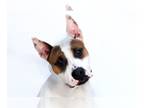 Bull Terrier Mix DOG FOR ADOPTION RGADN-1251768 - PISTO - Bull Terrier / Mixed