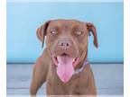 Bullboxer Pit DOG FOR ADOPTION RGADN-1251773 - PRUDENCE - Boxer / Pit Bull