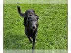 Chesapeake Bay Retriever Mix DOG FOR ADOPTION RGADN-1251783 - CHESTER -