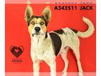 German Shepherd Dog-Treeing Walker Coonhound Mix DOG FOR ADOPTION RGADN-1251784