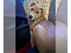Bull Terrier Mix DOG FOR ADOPTION RGADN-1251791 - Jack Daniel’s *Courtesy