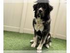 Tibetan Mastiff Mix DOG FOR ADOPTION RGADN-1251797 - MAXIMUS - Tibetan Mastiff /