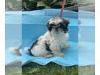 Shih Tzu DOG FOR ADOPTION RGADN-1251815 - Armani~ smaller litter - Shih Tzu
