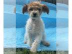 Bichon Frise DOG FOR ADOPTION RGADN-1251821 - Alice/ ADOPTED - Bichon Frise /