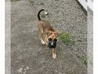Boxer Mix DOG FOR ADOPTION RGADN-1251830 - Lola - Boxer / Mixed (short coat) Dog