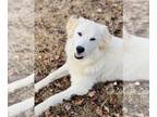 Golden Labrador DOG FOR ADOPTION RGADN-1251836 - Lakota - Golden Retriever /