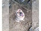Basset Hound Mix DOG FOR ADOPTION RGADN-1251840 - Lewis *Help!