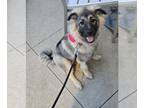 American Eskimo Dog Mix DOG FOR ADOPTION RGADN-1251845 - Rory - Shepherd /