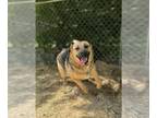 pomeranian spitz Mix DOG FOR ADOPTION RGADN-1251846 - Momma Lorelei - Shepherd /