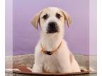 Sheprador DOG FOR ADOPTION RGADN-1251859 - Boogie Babies - Y.M.C.A