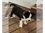 Sheprador DOG FOR ADOPTION RGADN-1251865 - Blaze (Nora's Litter) - Labrador