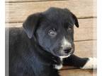 Sheprador DOG FOR ADOPTION RGADN-1251866 - Obsidian (Nora's Litter) - Labrador