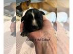 Boxer DOG FOR ADOPTION RGADN-1251872 - Cillian - Permanent Foster - Prudence