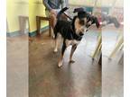 Labrador Retriever Mix DOG FOR ADOPTION RGADN-1251893 - JACKSON P - Australian