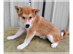 Shiba Inu DOG FOR ADOPTION RGADN-1251896 - Chai - Shiba Inu (short coat) Dog For