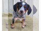 Cavalier King Charles Spaniel Mix DOG FOR ADOPTION RGADN-1251897 - Buddy -