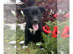 Huskies -Labrador Retriever Mix DOG FOR ADOPTION RGADN-1251901 - Bahama Mama -