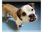Boxer Mix DOG FOR ADOPTION RGADN-1251908 - MILO - Boxer / Mixed (short coat) Dog