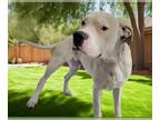 Boxer Mix DOG FOR ADOPTION RGADN-1251909 - DAISY - Boxer / Mixed (medium coat)