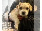 Cairn Terrier DOG FOR ADOPTION RGADN-1251921 - LAVENDER - Cairn Terrier (medium