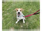 Australian Shepherd-Beagle Mix DOG FOR ADOPTION RGADN-1251946 - Sierra -