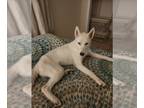 Mix DOG FOR ADOPTION RGADN-1251953 - LUNA - Husky (medium coat) Dog For