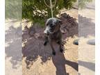 Shepradors DOG FOR ADOPTION RGADN-1251956 - LEXI - Labrador Retriever / German